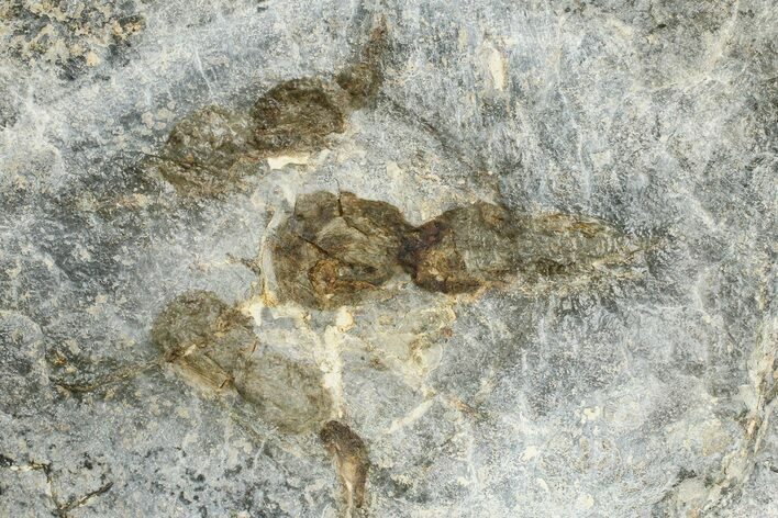 Dinosaur (Grallator) Track - Positive Impression #366865